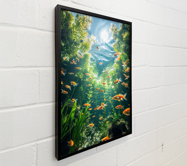 Orange Fish Sunbeams