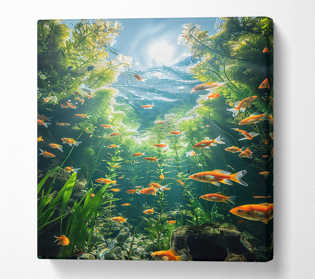  A Canvas Print of Orange Fish Sunbeams Canvas Art