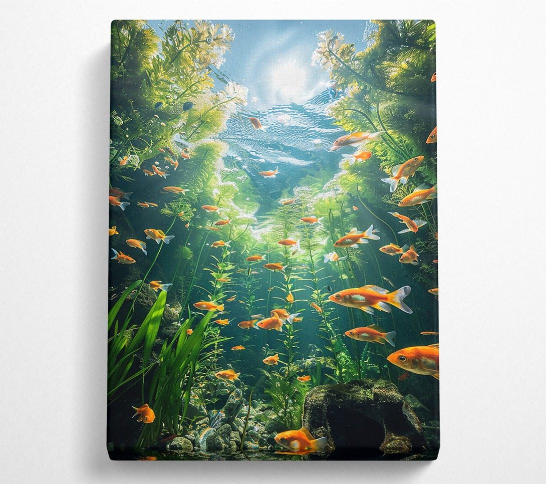  A Canvas Print of Orange Fish Sunbeams Canvas Art