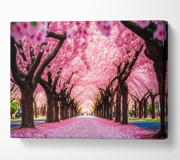  A Canvas Print of Pink Blossom Tunnel Canvas Print