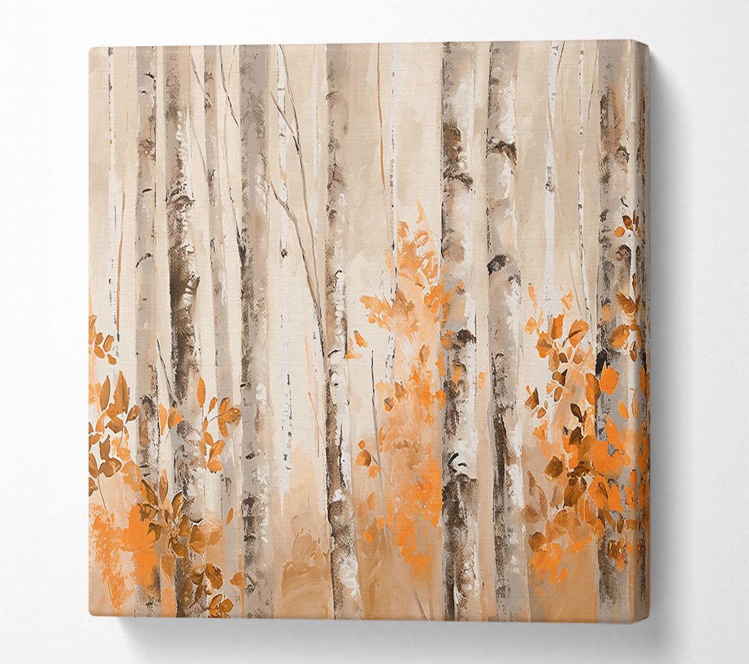  A Canvas Print of Orange Grove Birch Trees Canvas Print