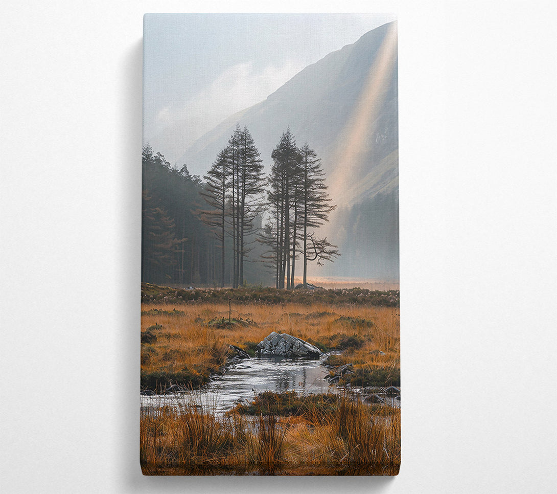  A Canvas Print of Golden Light Through Pines Canvas Wall Art