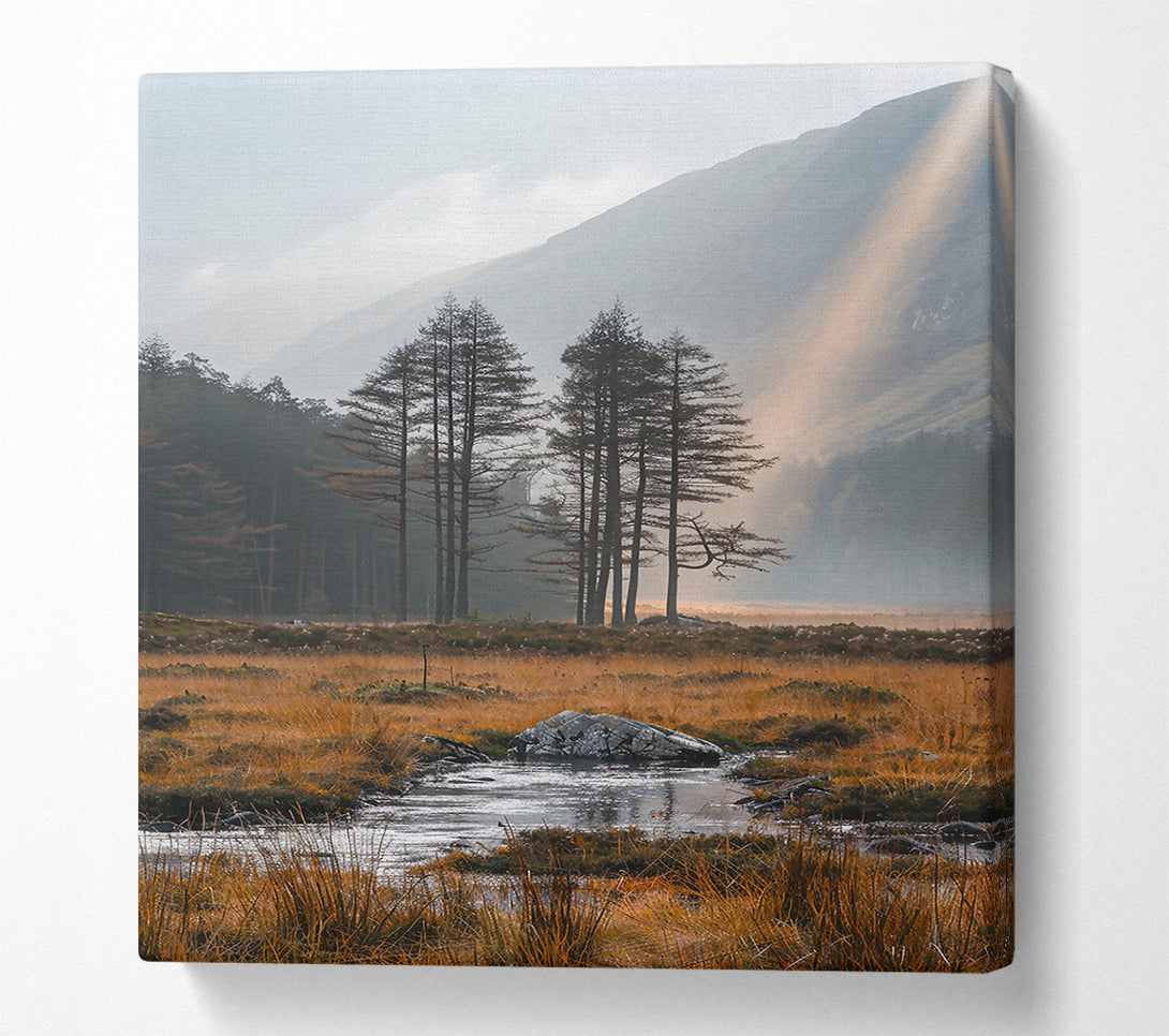  A Canvas Print of Golden Light Through Pines Canvas Wall Art