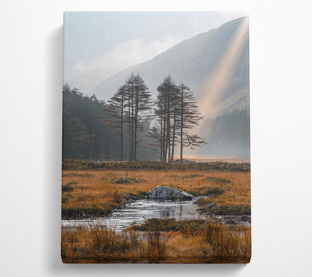  A Canvas Print of Golden Light Through Pines Canvas Wall Art
