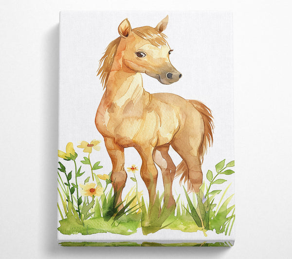  A Canvas Print of Golden Foal In Bloom Canvas Print