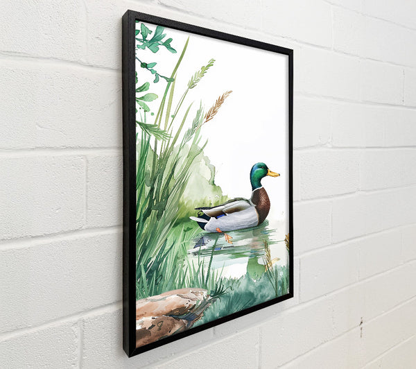 Green Mallard In Pond