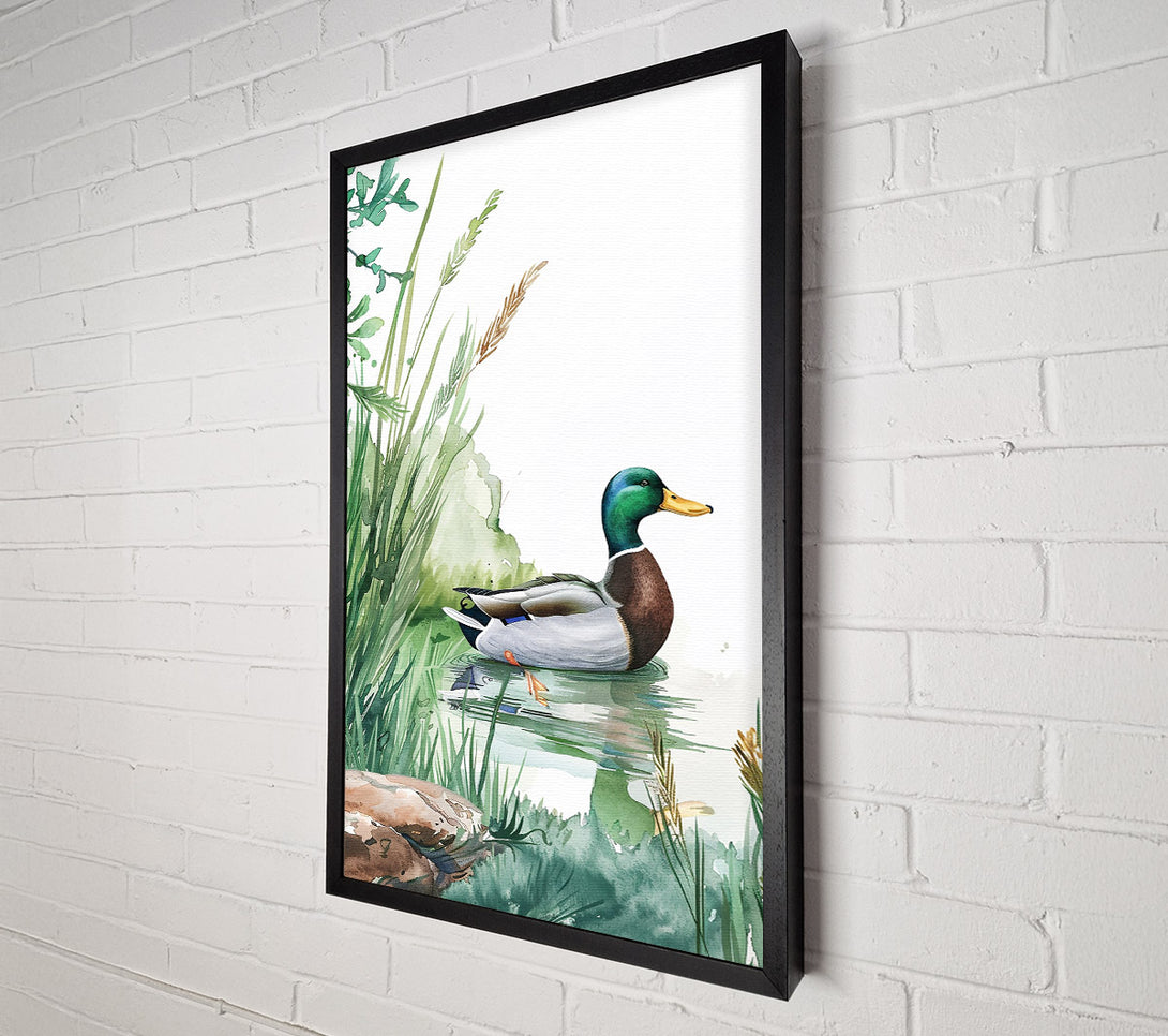  A Canvas Print of Green Mallard In Pond Canvas Wall Art