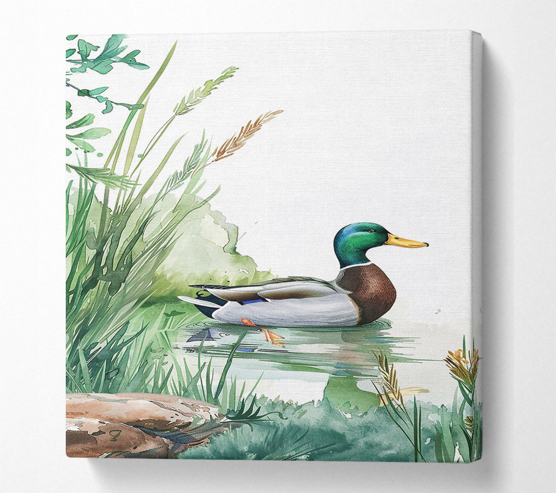  A Canvas Print of Green Mallard In Pond Canvas Wall Art