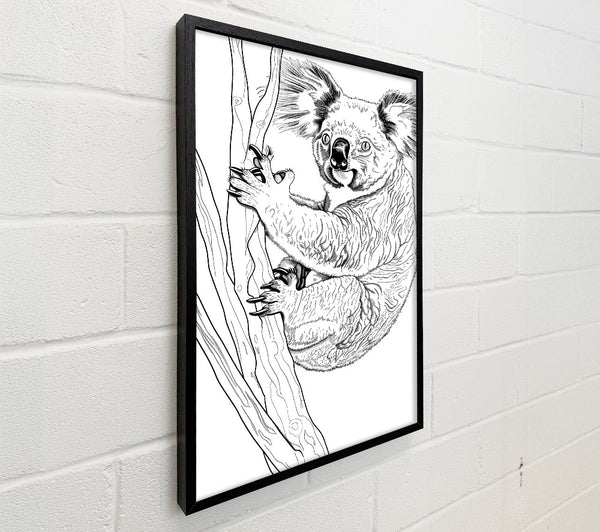 Black And White Koala