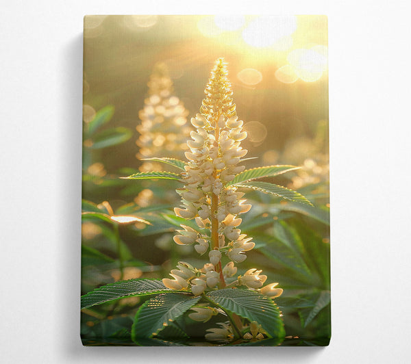  A Canvas Print of Golden Hour Bloom Canvas Print