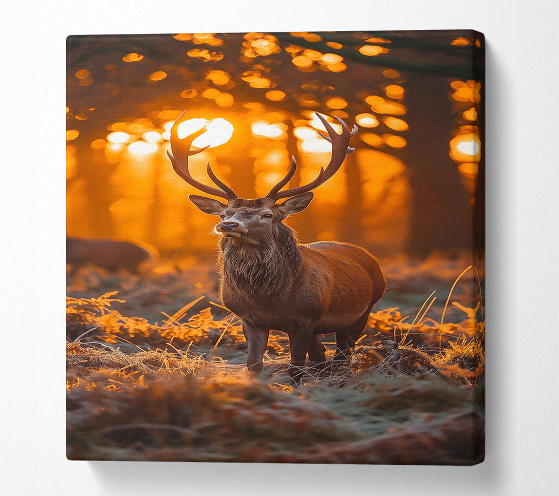  A Canvas Print of Golden Hour Buck Canvas Print