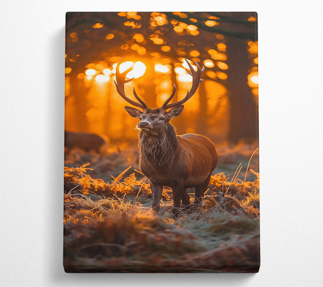  A Canvas Print of Golden Hour Buck Canvas Print