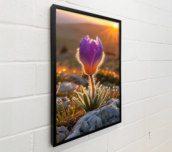 Purple Bloom Sunrise