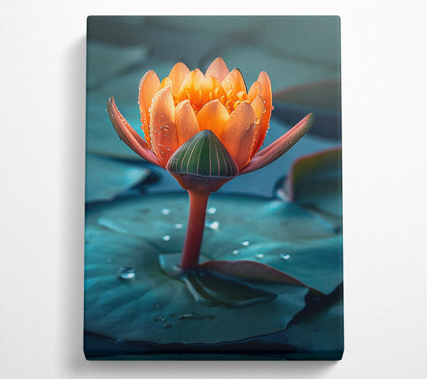  A Canvas Print of Orange Water Lily Bloom Canvas Wall Art