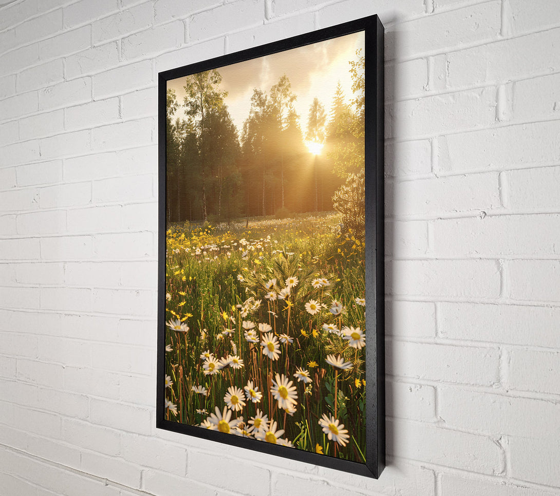  A Canvas Print of Golden Daisies In Light Canvas Print