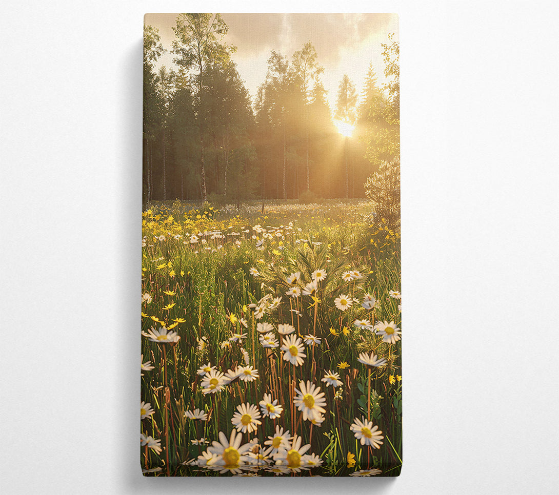  A Canvas Print of Golden Daisies In Light Canvas Print