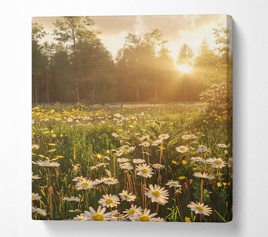  A Canvas Print of Golden Daisies In Light Canvas Print