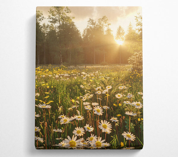  A Canvas Print of Golden Daisies In Light Canvas Print