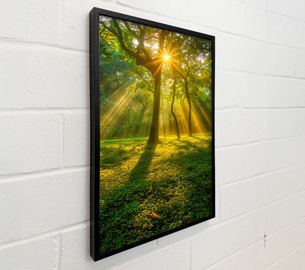 Golden Forest Sunrays