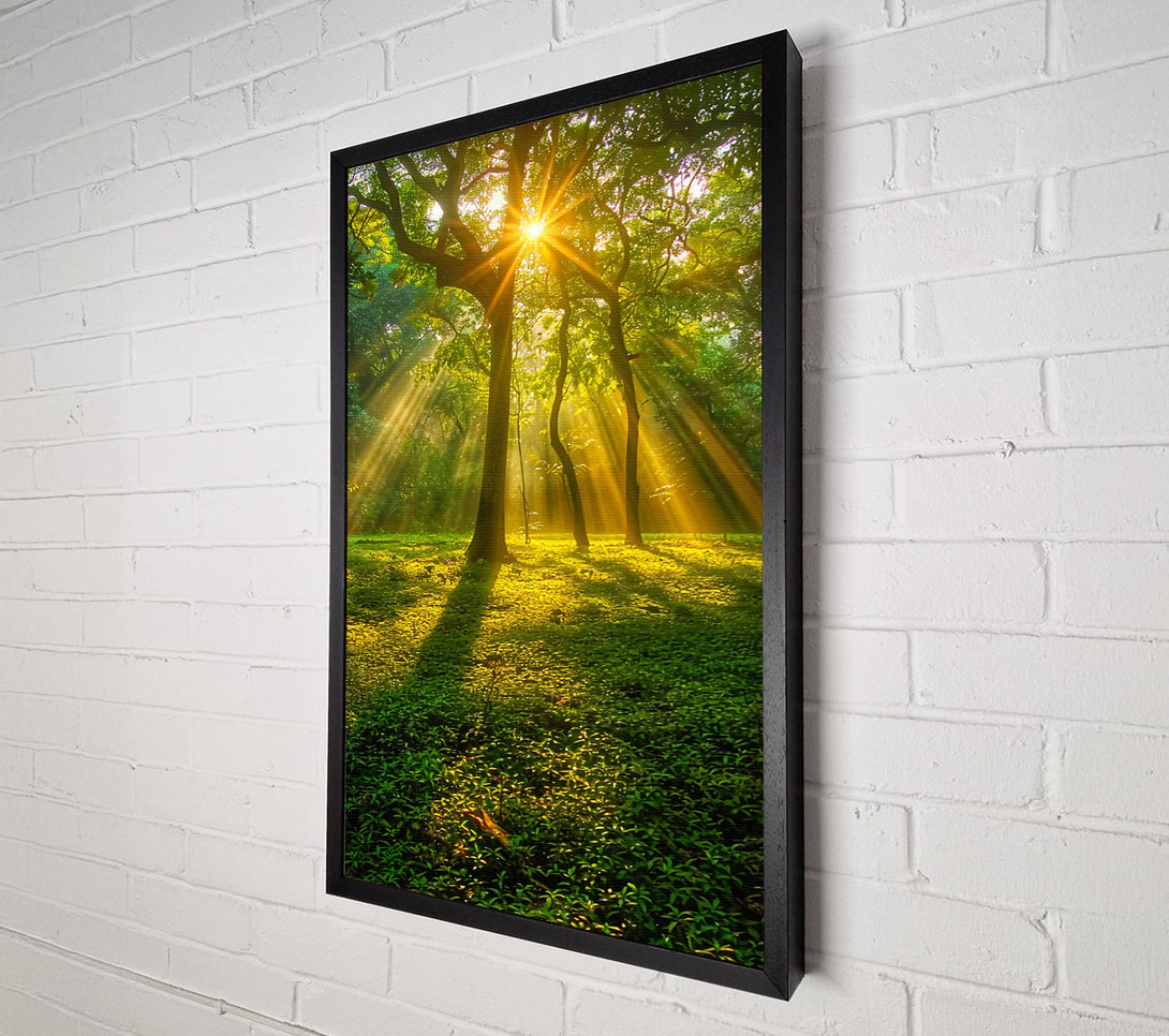  A Canvas Print of Golden Forest Sunrays Canvas Art