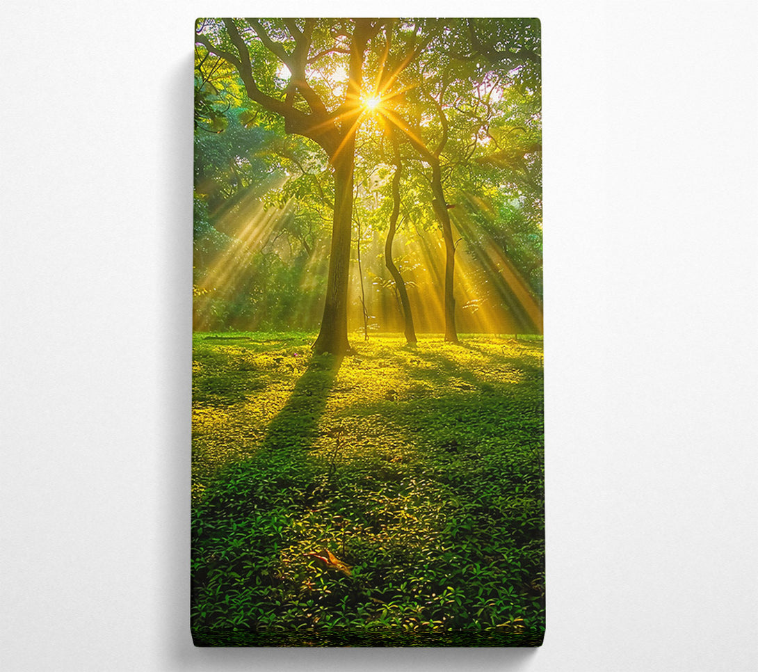 A Canvas Print of Golden Forest Sunrays Canvas Art