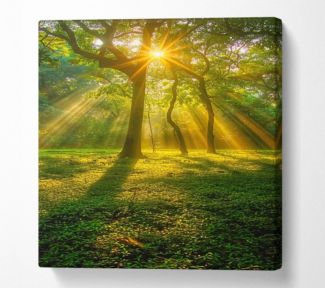  A Canvas Print of Golden Forest Sunrays Canvas Art