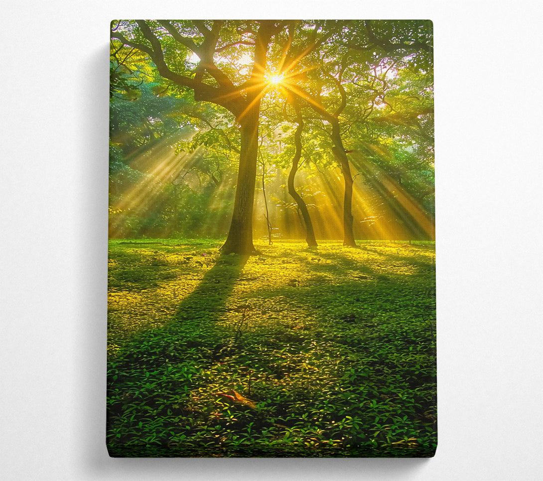  A Canvas Print of Golden Forest Sunrays Canvas Art