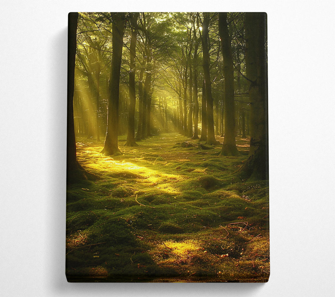  A Canvas Print of Golden Forest Light Canvas Wall Art