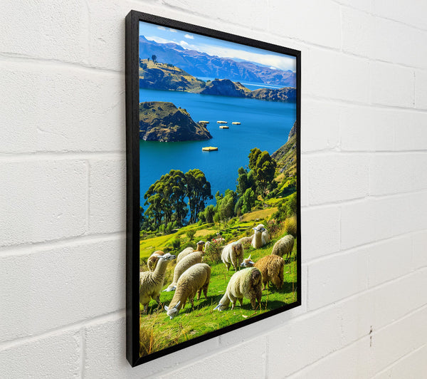 Azure Sky Llamas Grazing