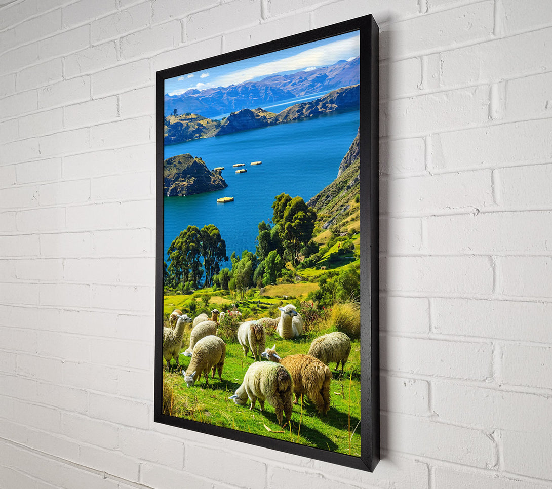  A Canvas Print of Azure Sky Llamas Grazing Canvas Wall Art