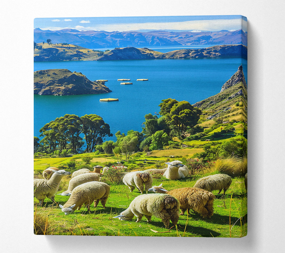  A Canvas Print of Azure Sky Llamas Grazing Canvas Wall Art