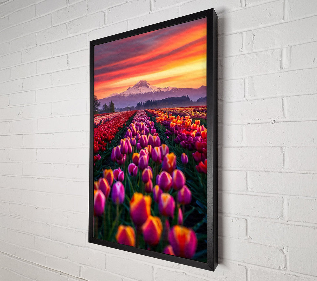  A Canvas Print of Orange Sunset Tulips Canvas Art
