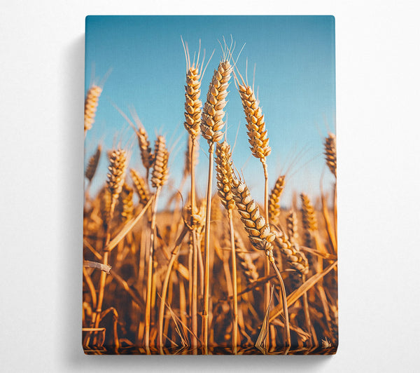  A Canvas Print of Golden Wheat Field Canvas Wall Art
