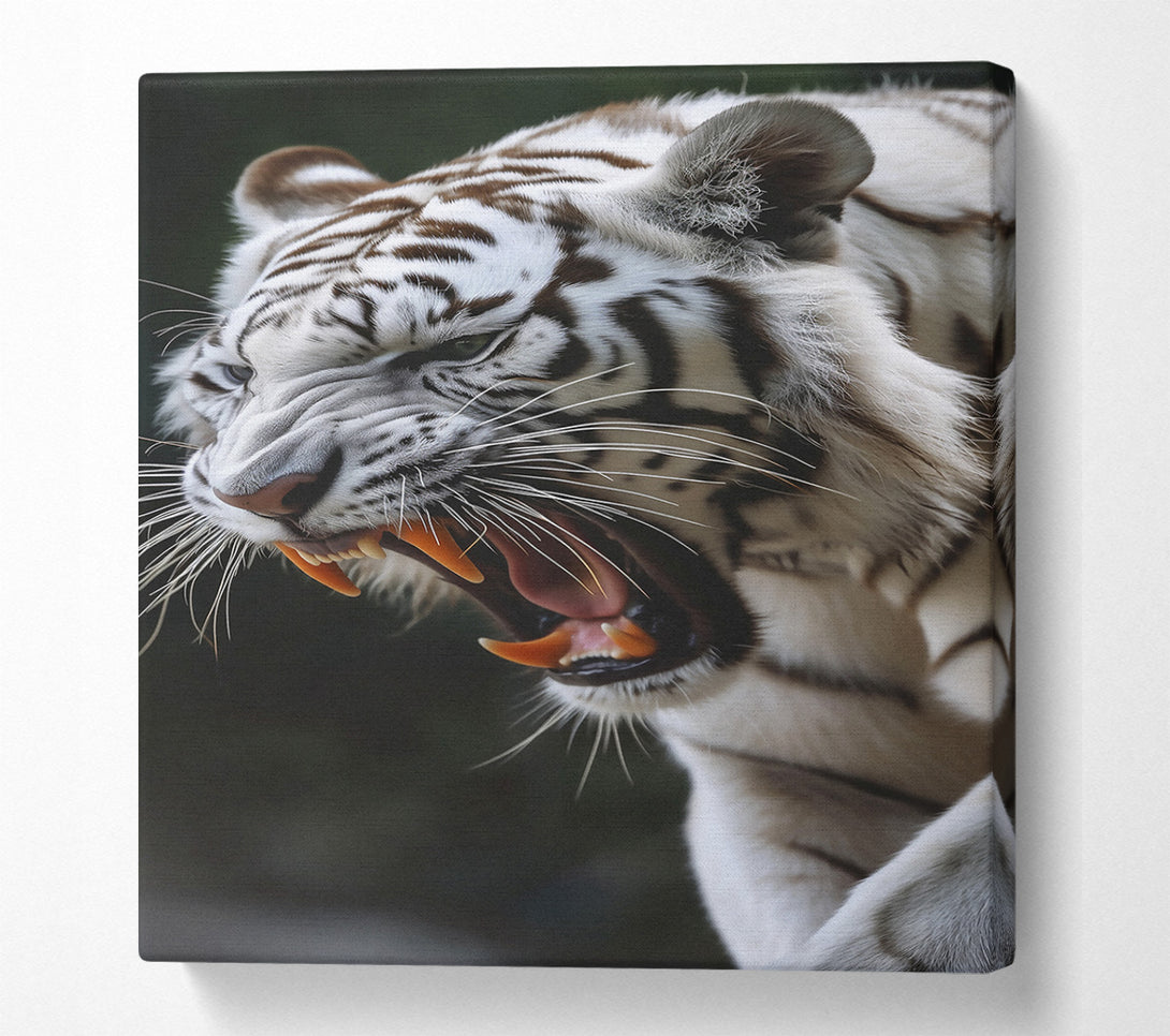  A Canvas Print of White Tiger'S Roar Canvas Print