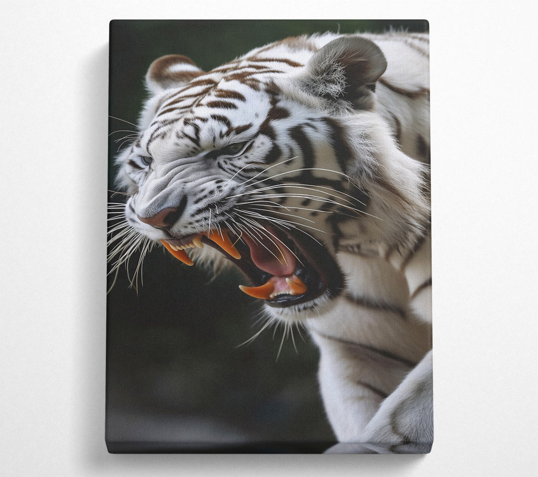  A Canvas Print of White Tiger'S Roar Canvas Print