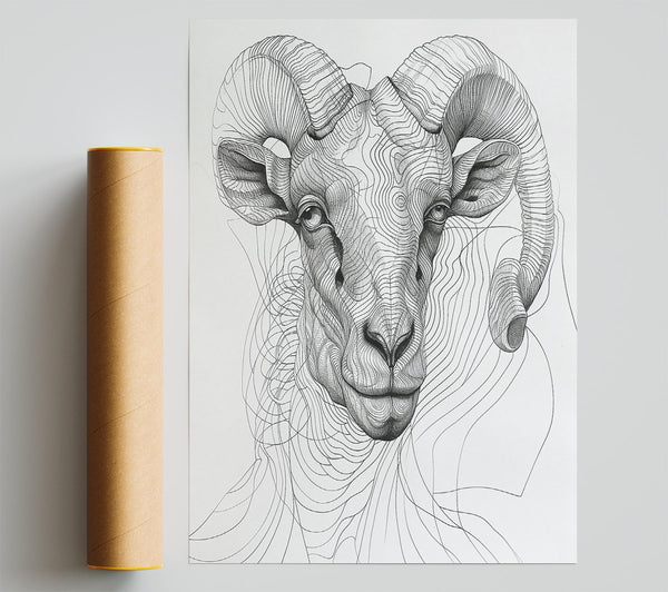 White Ram'S Gaze Poster