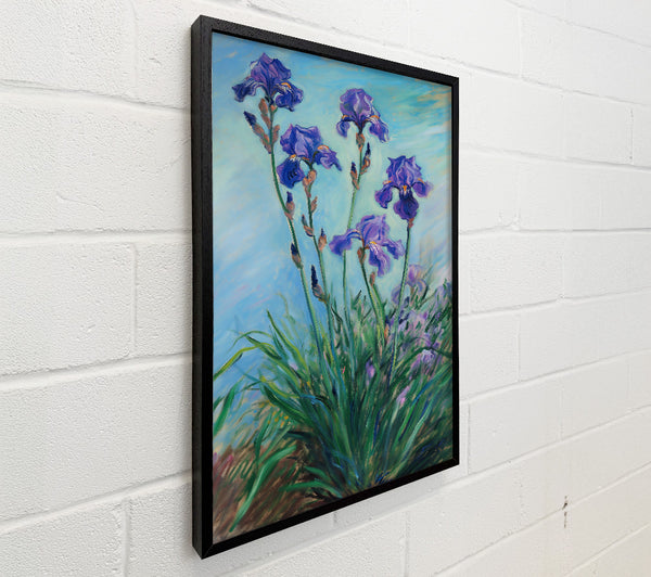 Purple Irises In Bloom.
