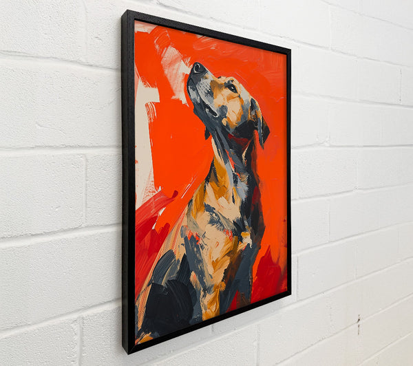 Orange Dog Gaze