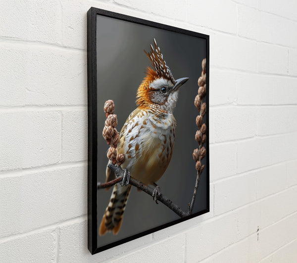 Russet Crowned Perched