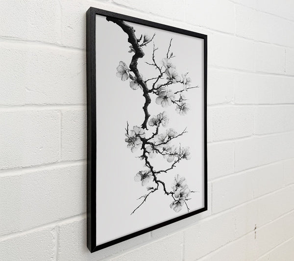 Black And White Blossoms