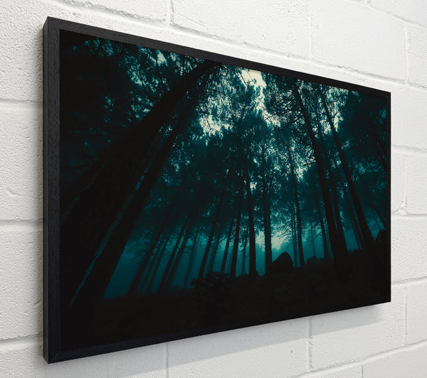 Teal Forest Shadows