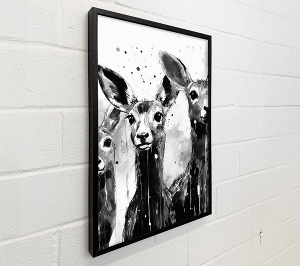 Kangaroo Black And White
