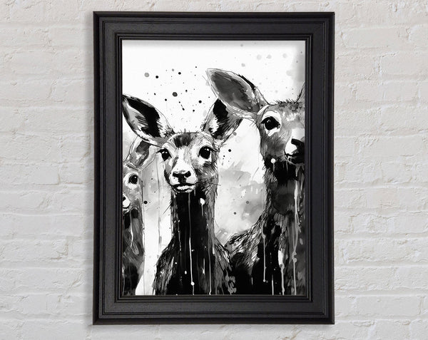 Kangaroo Black And White Framed Print