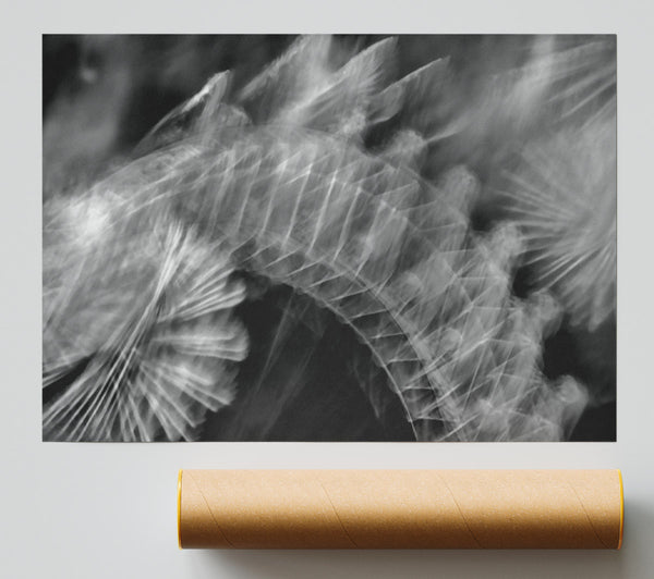 White Feather Fade Poster