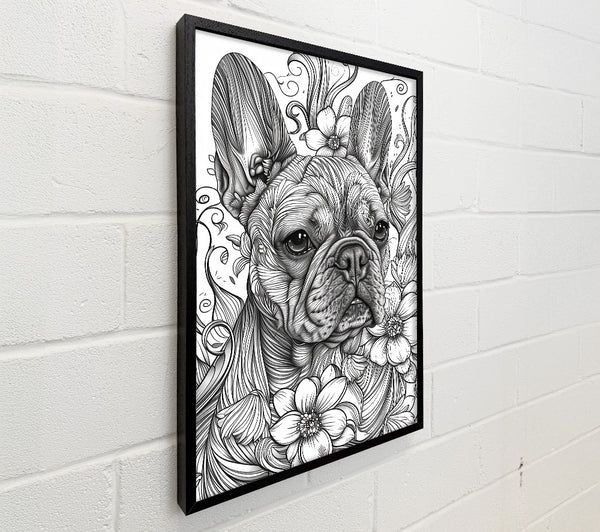 Black And White Frenchie Bloom