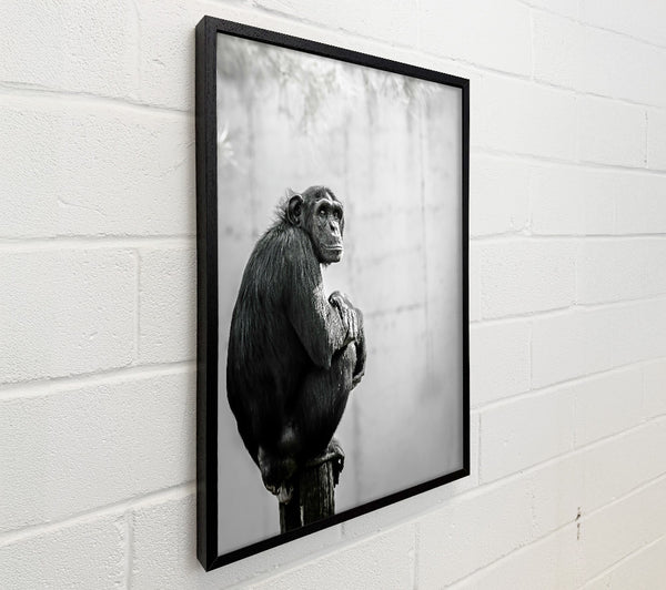 Black Chimp Contemplation