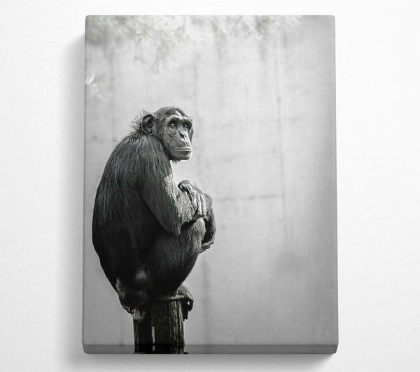  A Canvas Print of Black Chimp Contemplation Canvas Print
