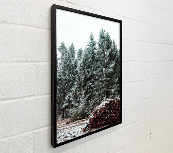 Crimson Pines In Winter