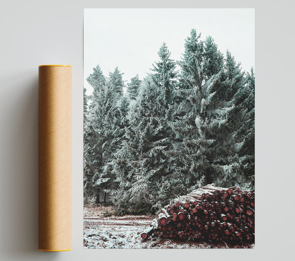 Crimson Pines In Winter Poster