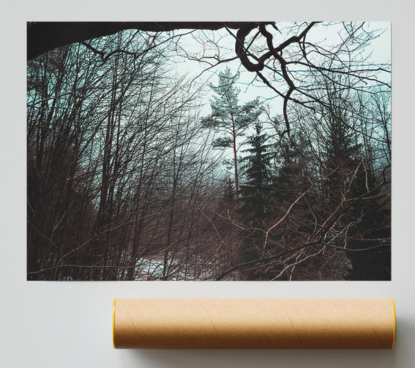 Blue Sky Through Branches Giclee Print